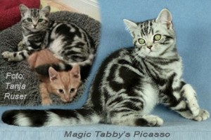 shorthair tabby cats 4 Magic Tabbys Picasso
